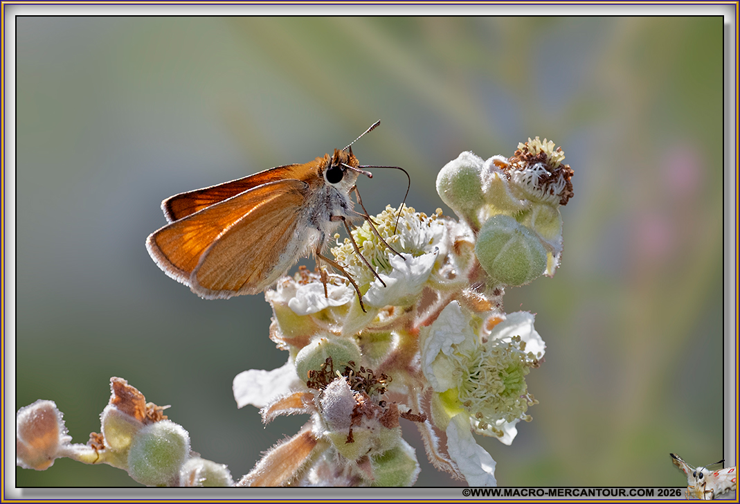 Sylvaine (Hesperiidae)